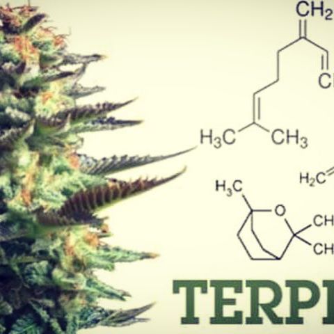 Collective Supply Website