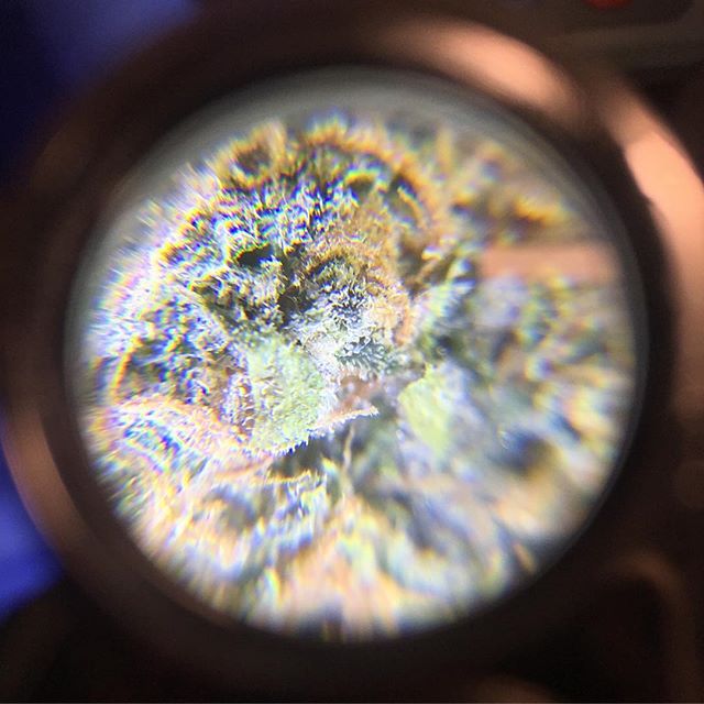 Ash + Ember Cannabis Website