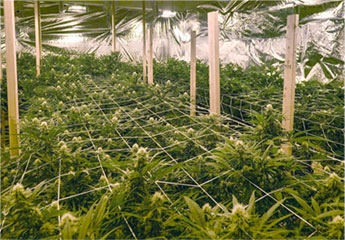 Pine Street Cannabis Company Website