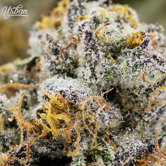 Urban Dispensary Website