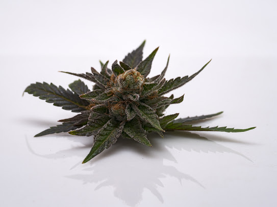 Plantae Bend Website