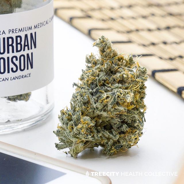 Treecity Health Collective Website