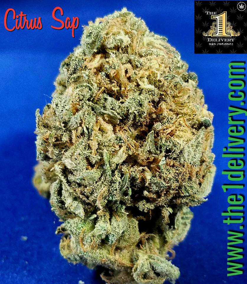 The 1 Delivery Service - Concord Website