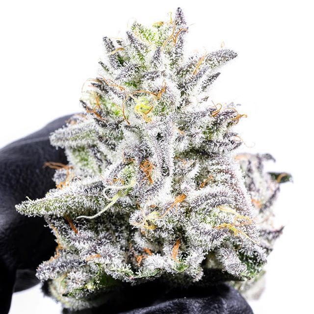 CANOPI - Downtown Website