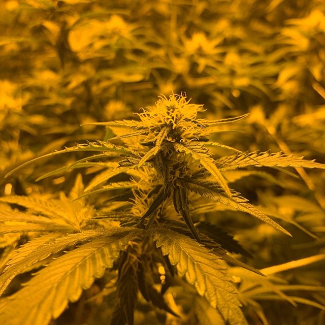 Better Buds of Maine Website