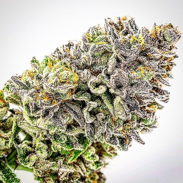 Northeast Alternatives - Medical Website