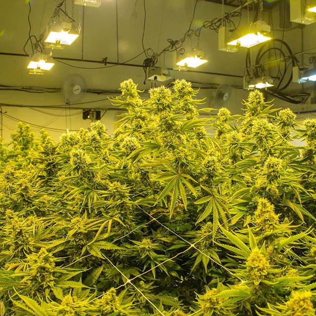 Colorado Harvest Company Yale Website