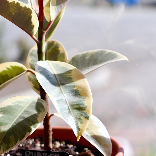 Treestar Botanicals Website