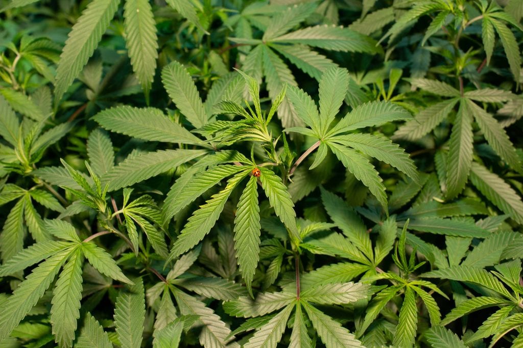 High Level Health - Lincoln (REC) Website