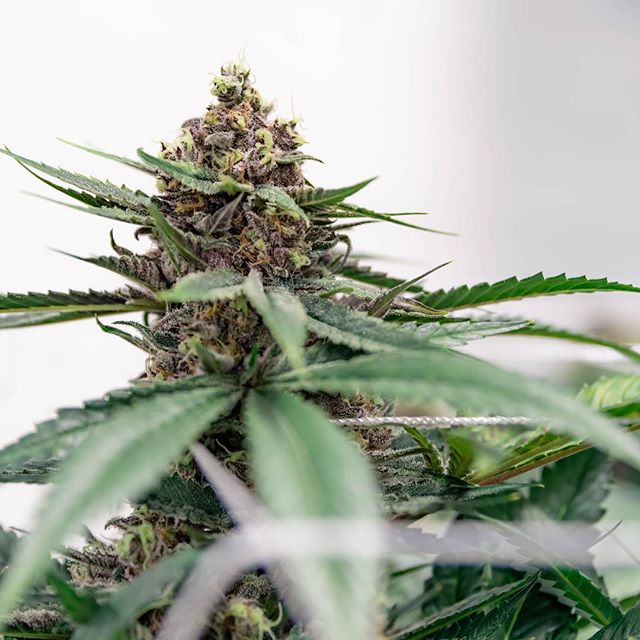 Health for Life Ellsworth Website