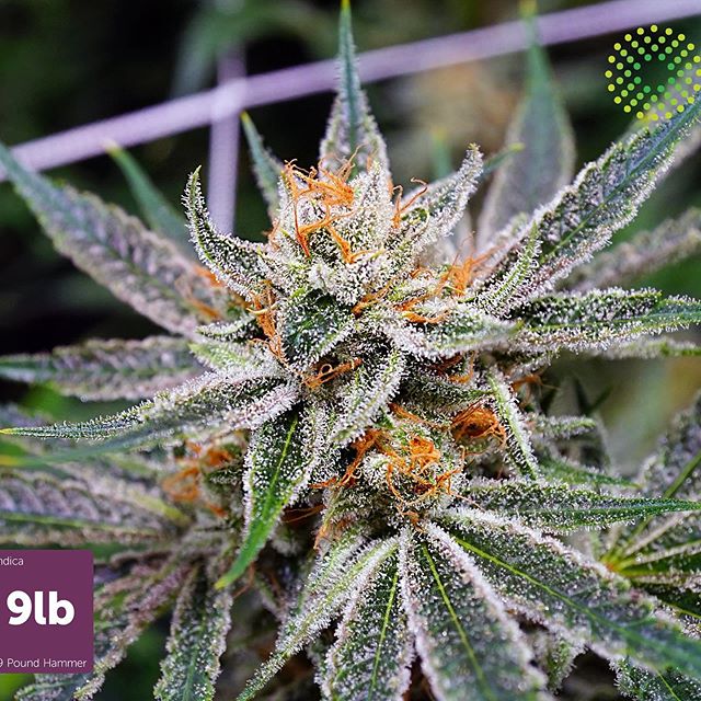 Trulieve - Dadeland Website