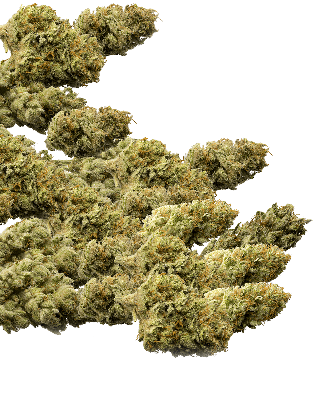 NETA - Northampton Website