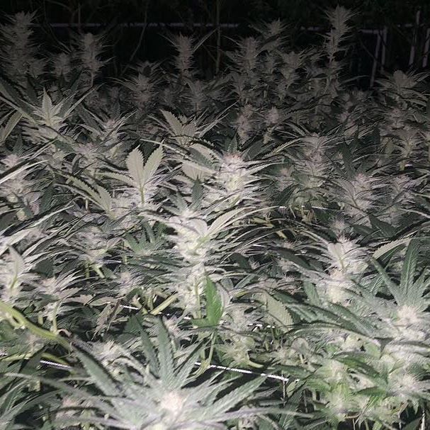 Green Pharms Dispensary Mesa Website