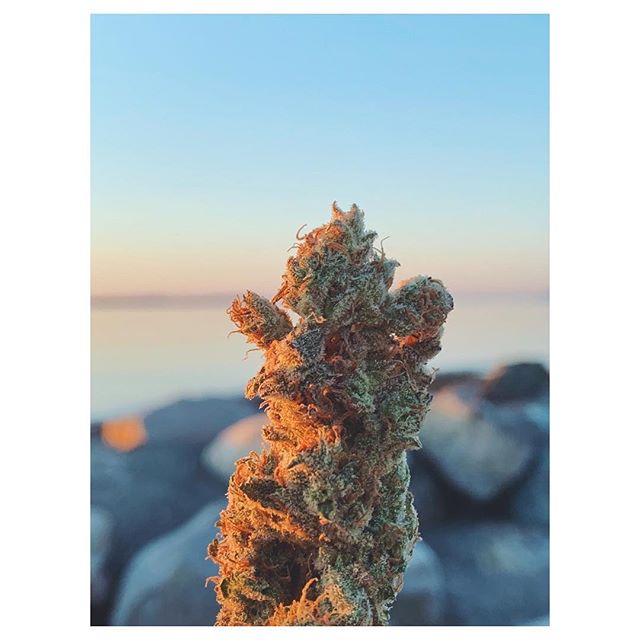 Salish Coast Cannabis Website