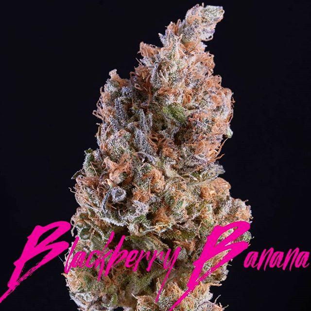 Metropolitan Wellness Center Website