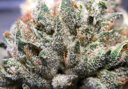 PurLife - Montgomery Website