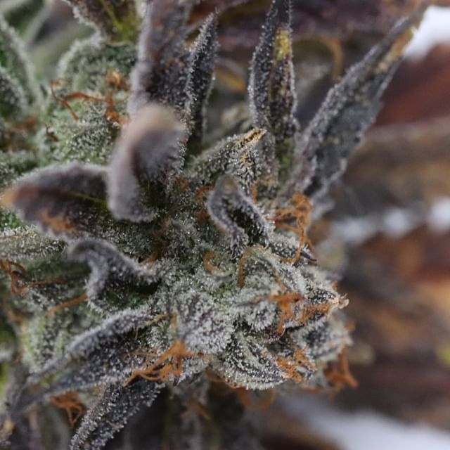 Chronic Therapy - Cortez Website