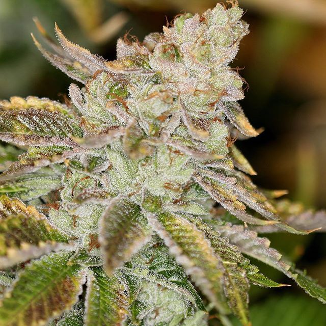 CANOPI - Downtown Website