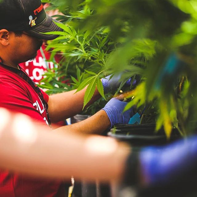 Strawberry Fields Colorado Springs Website