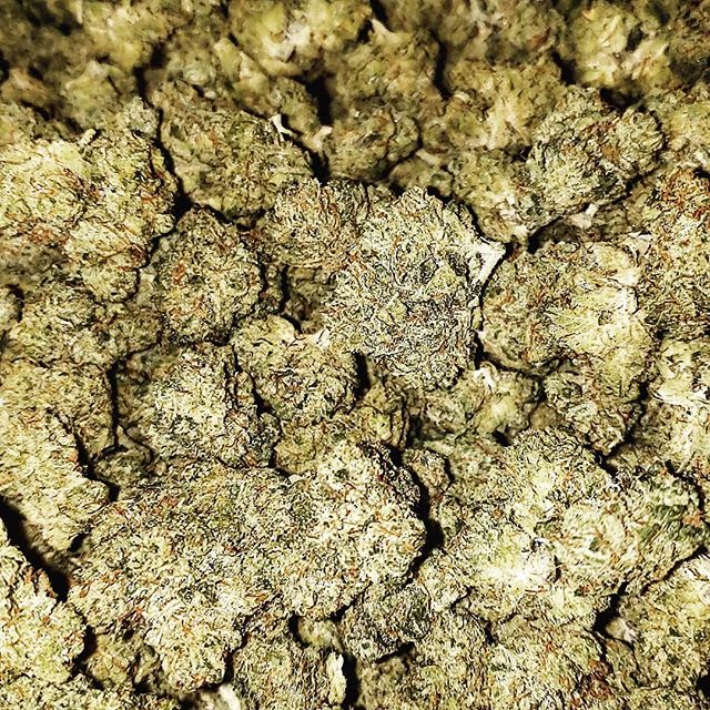 Grateful Meds Talent Website