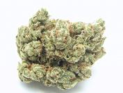 The Humboldt Connection Website