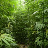 Ultra Health - North Valley Website