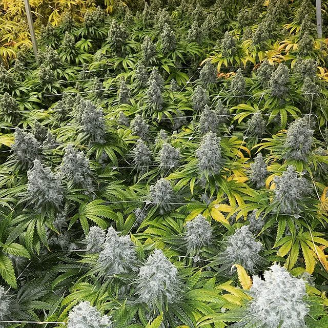 Healthy Pharms - Cambridge Website