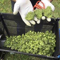 420EvaluationsOnline - Murrieta Website