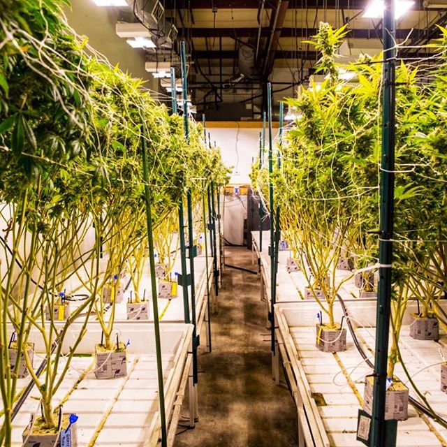 Levels - Denver Website