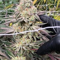 Ultra Health Albuquerque - Nob Hill Birdland Website