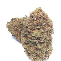 Foothill Grove Nursery Website