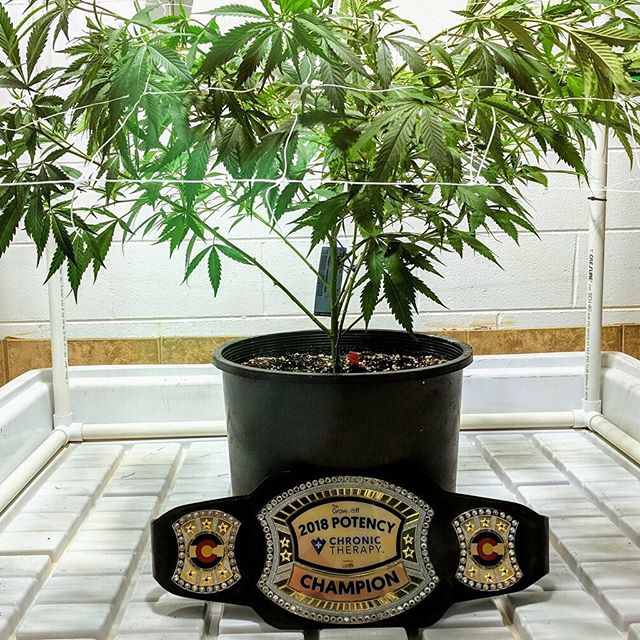 Chronic Therapy - Cortez Website