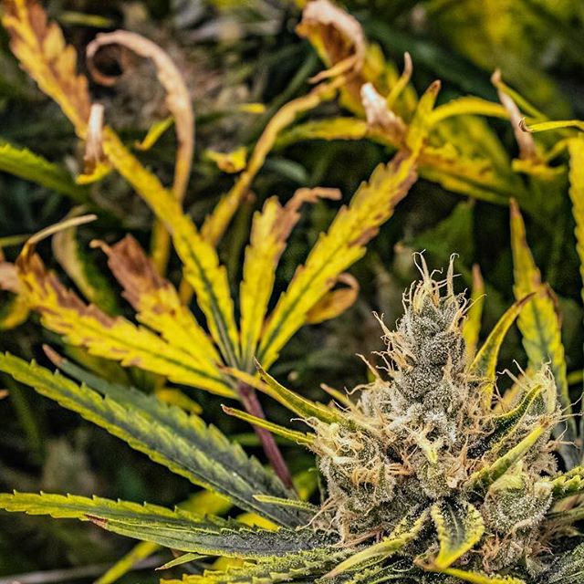 Three Rivers Dispensary Pueblo West Website