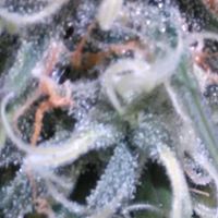 Majestic Gardens Website