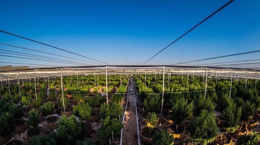 Encanto Dispensary Website