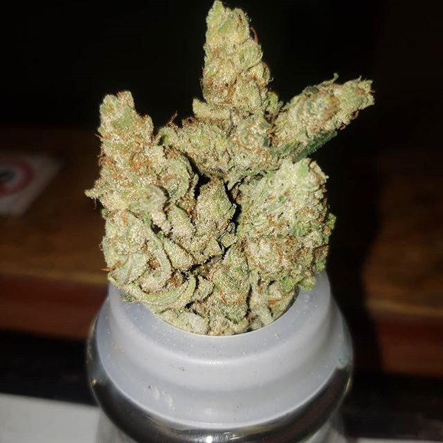 Stone Age Pharmacy Los Angeles Website