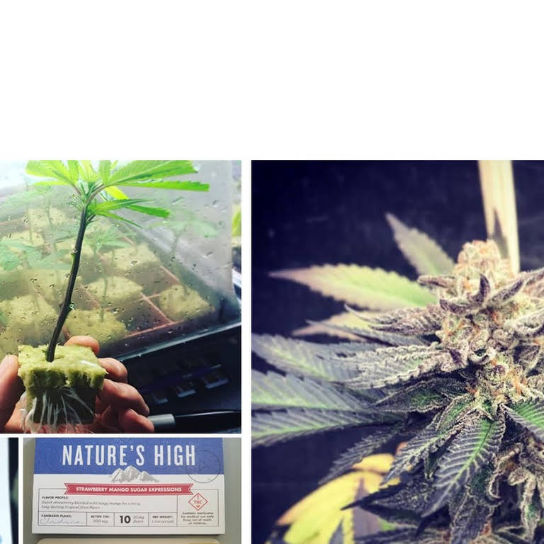 Pure Intentions Wellness Center Website