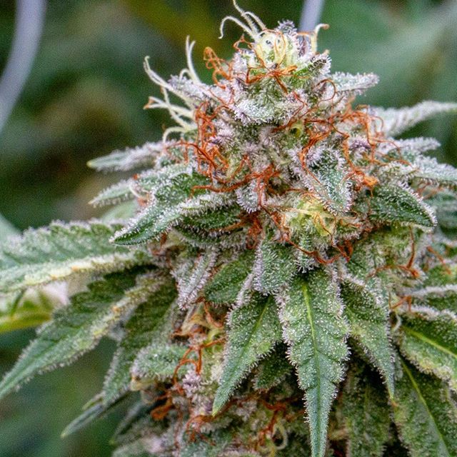 Ascend - Denver Website