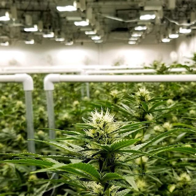 Cannabis Nation Seaside Website