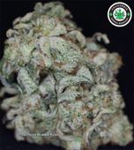 LOS ANGELES KUSH - EAST LA Website