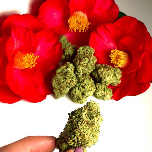 Mr. Nice Guy - State St. Website