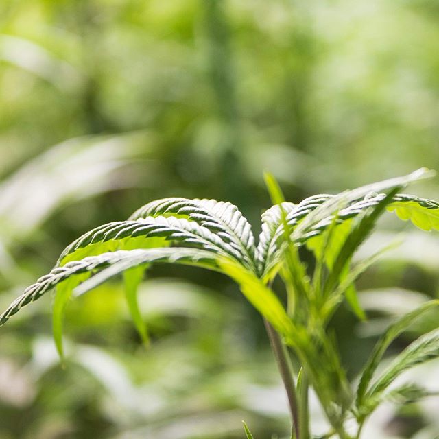 Denver Dispensary - Medical Website