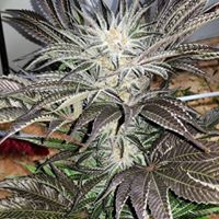 420EvaluationsOnline - Murrieta Website