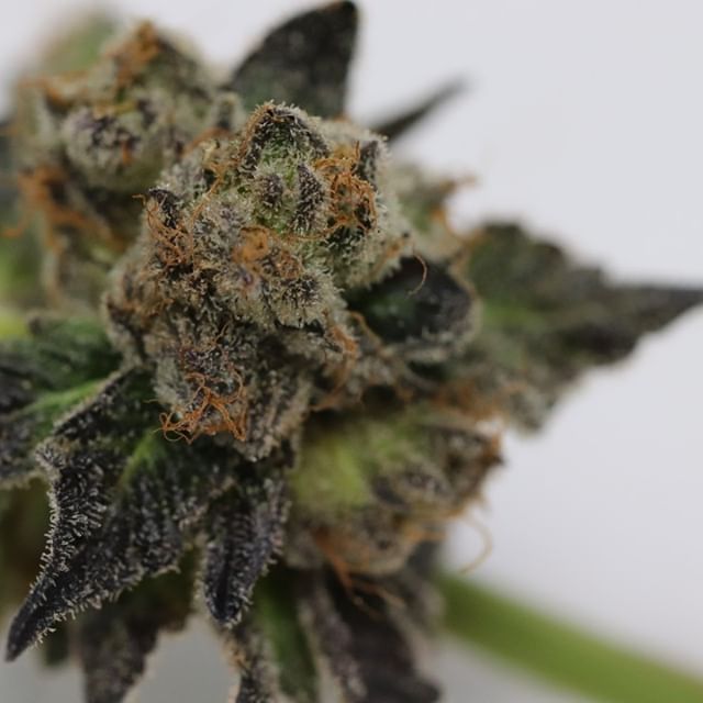 Chronic Therapy - Cortez Website