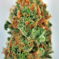 MassRoots Inc. Website