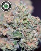 LOS ANGELES KUSH - EAST LA Website