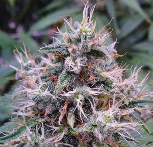 Trill Alternatives - MEDICAL Website