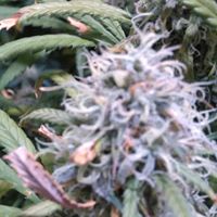 Majestic Gardens Website