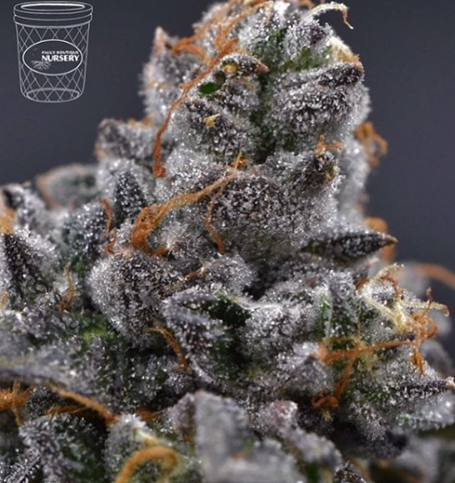 Paul's Boutique Nursery Website