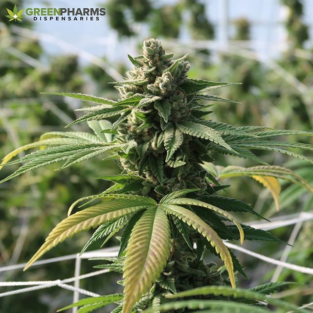 Green Pharms Dispensary Flagstaff Website